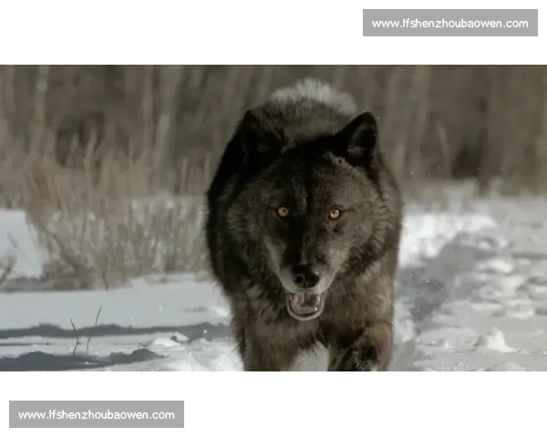 鏖战四节！华子率狼群逆转奏凯